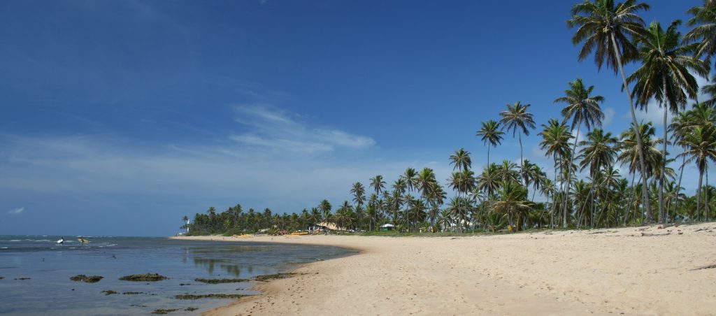 Praia do forte lined with coconut palms stretches far along the coast. 
