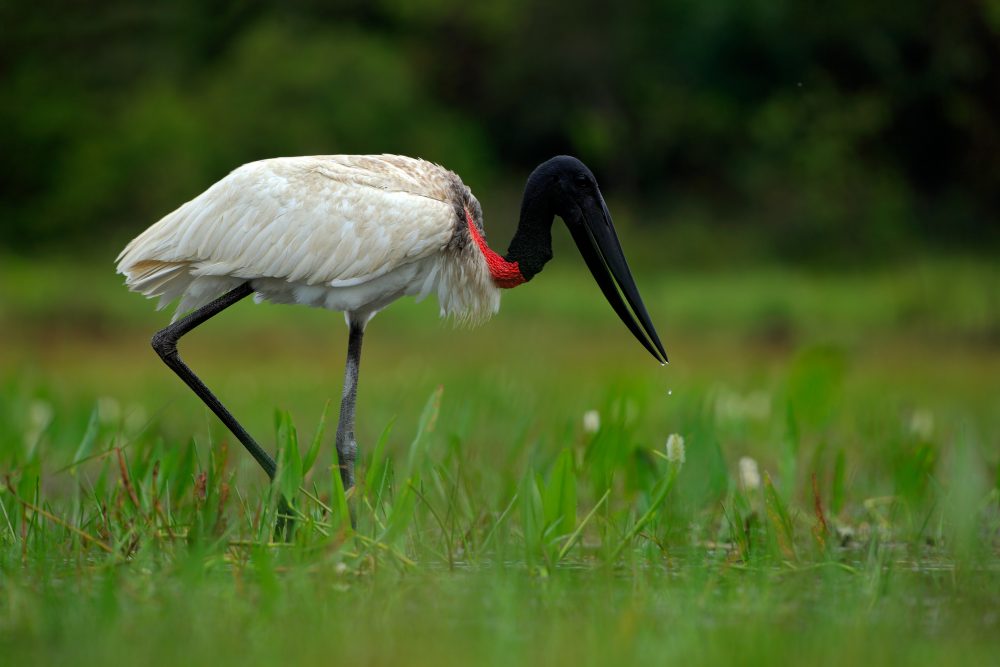 One of the many wader birds of the Pantanal. 