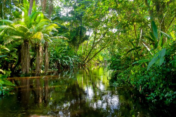 The shimmering trees of the Amazon. 