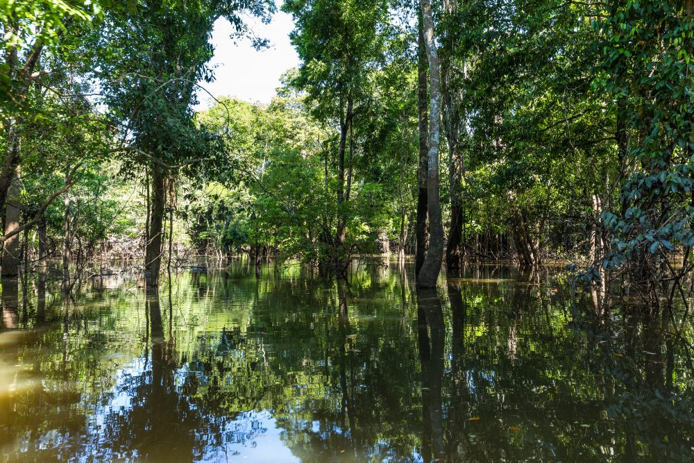 Flooded forest in the Amazon known as Igapó. 