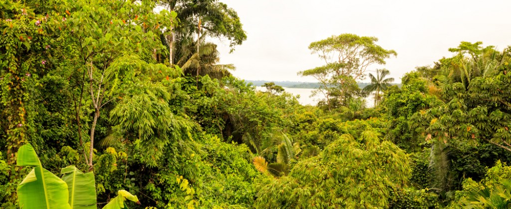 A view of the green canopy of the Amazon rainforest. 