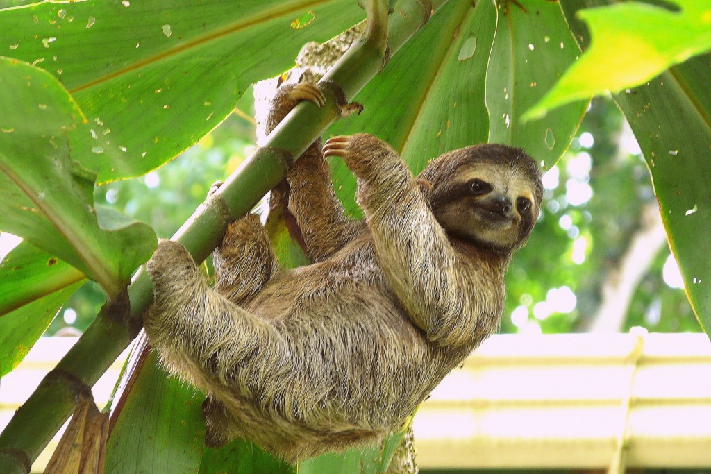 A lazy sloth hangs from a tree in the Amazon. 