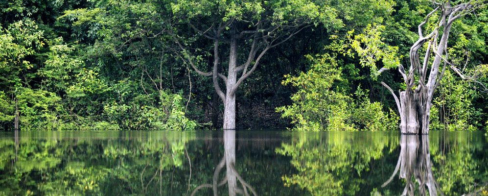 The green trees of the Amazon rainforest reflect off the Amazon river. 