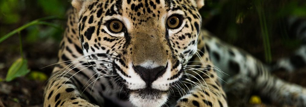 Amazonie petit jaguar