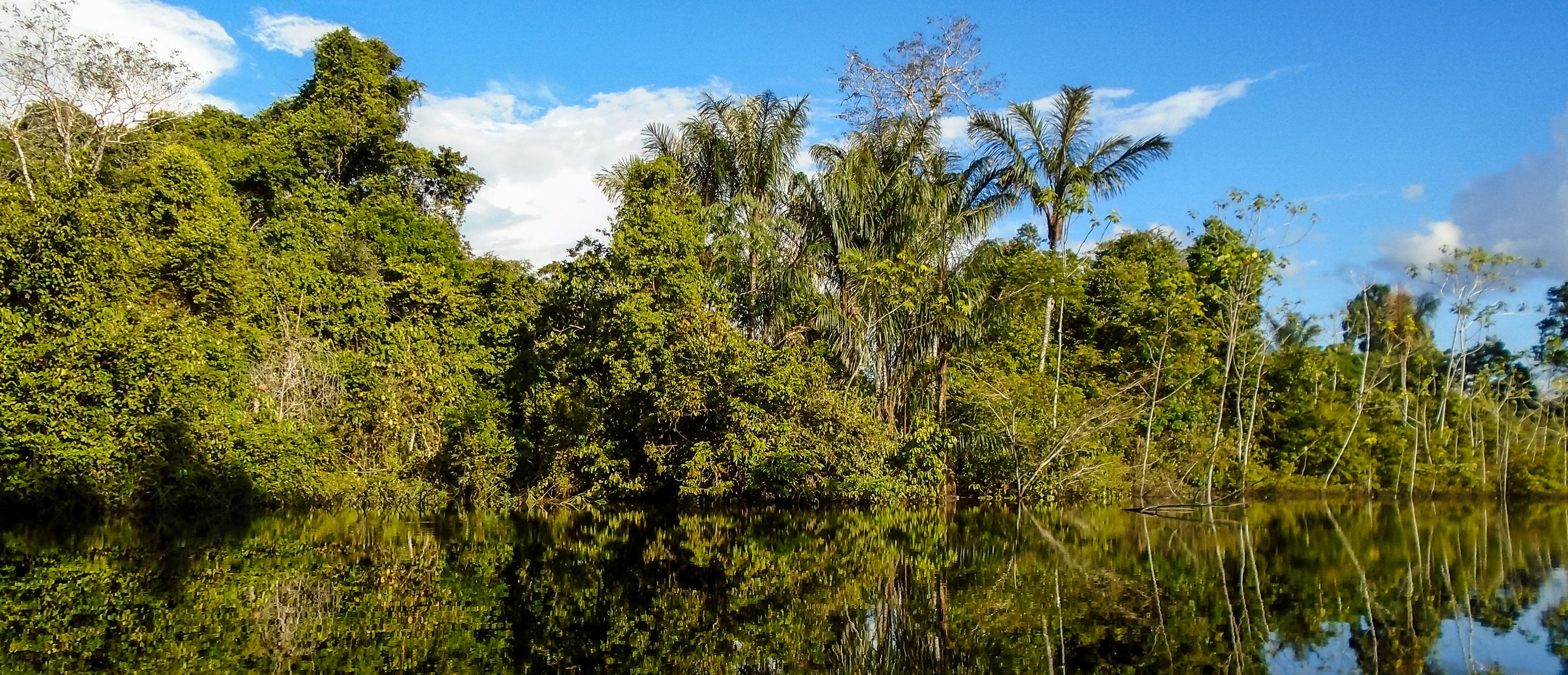 Trees jut out over the banks of the Amazon river. 