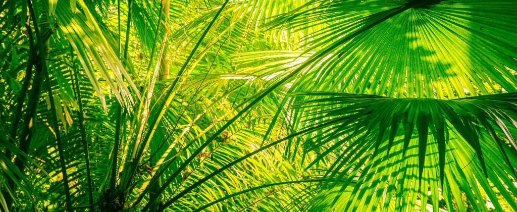 Close-up of ferns in a tropical rainforest, which you can explore in the Amazonian Brazil vacation Package. 