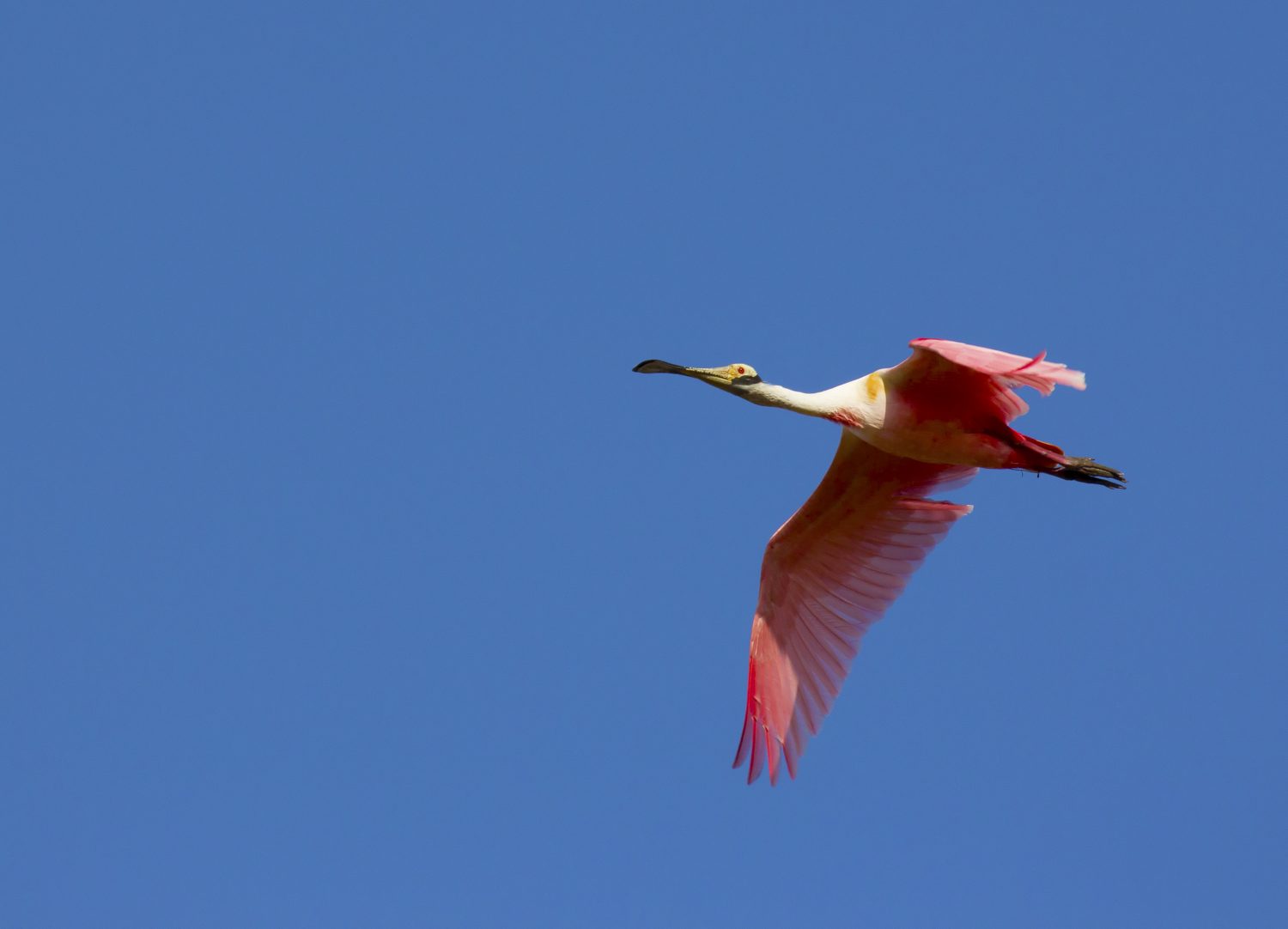 A Ibis flying in the Pantanal. 