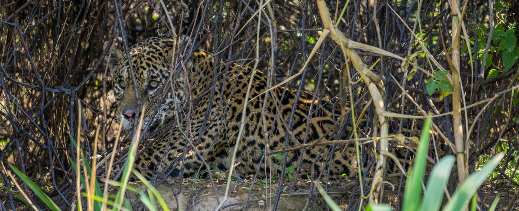 A very well camouflaged jaguar, hard to spot. 