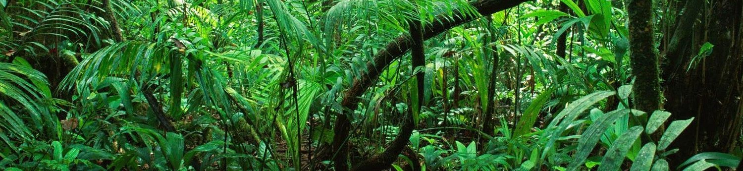 Dense Amazonian Jungle.