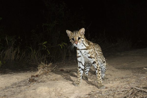 A ocelot, one of the wild cats in Pantanal. 