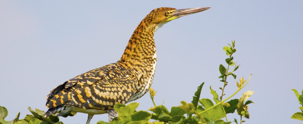 North Pantanal, the birdwatchers dream.