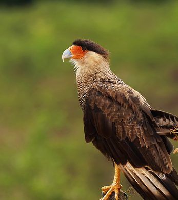 One of the many birds of Pantanal.