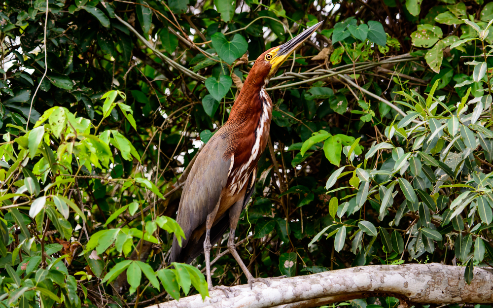 One of the many river bird species in Pantanal. 