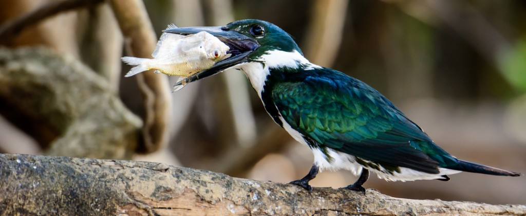 Bird eats fish in Pantanal.