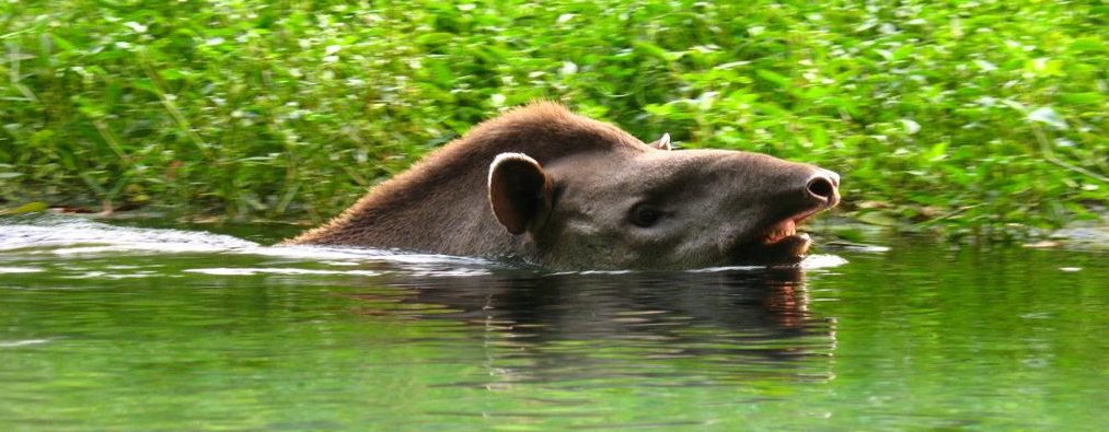 A tapir swimming in the Pantanal. 