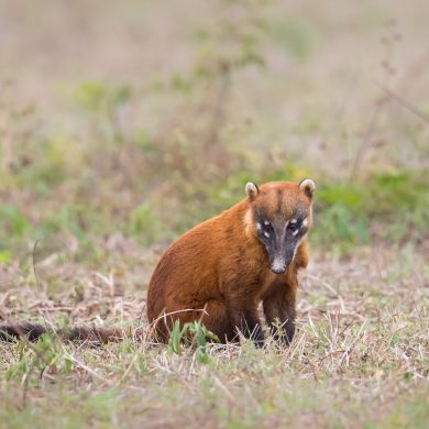 One of the interesting small rodents of Pantanal.