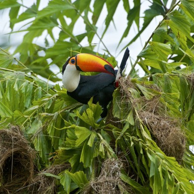 Toucan in a tree in Pantanal.