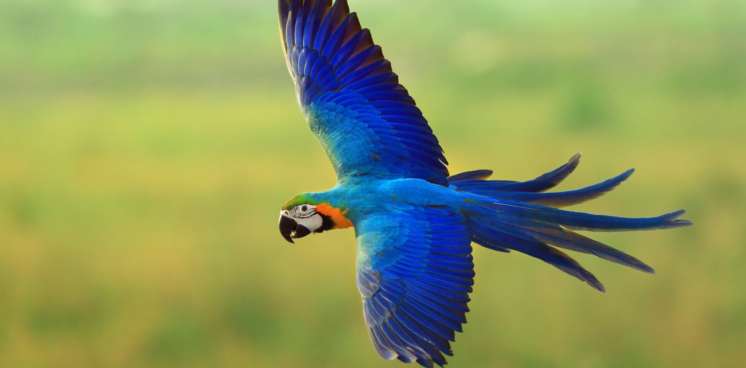 Blue Macaw