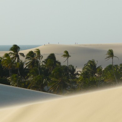 Dunes in Jericoacoara and coconut palms in the background.