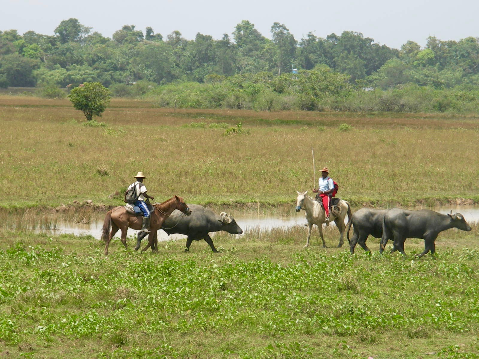 Cowboys on the island of Marajo.