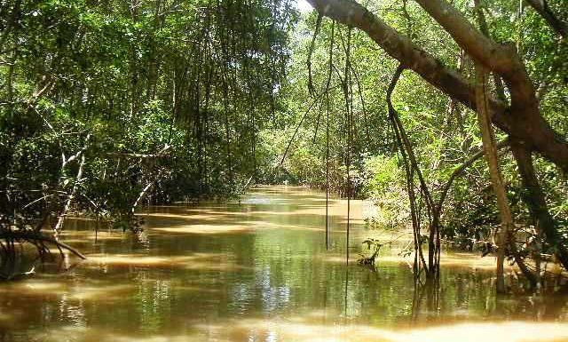 One of the estuaries of the Parnaíba delta. 