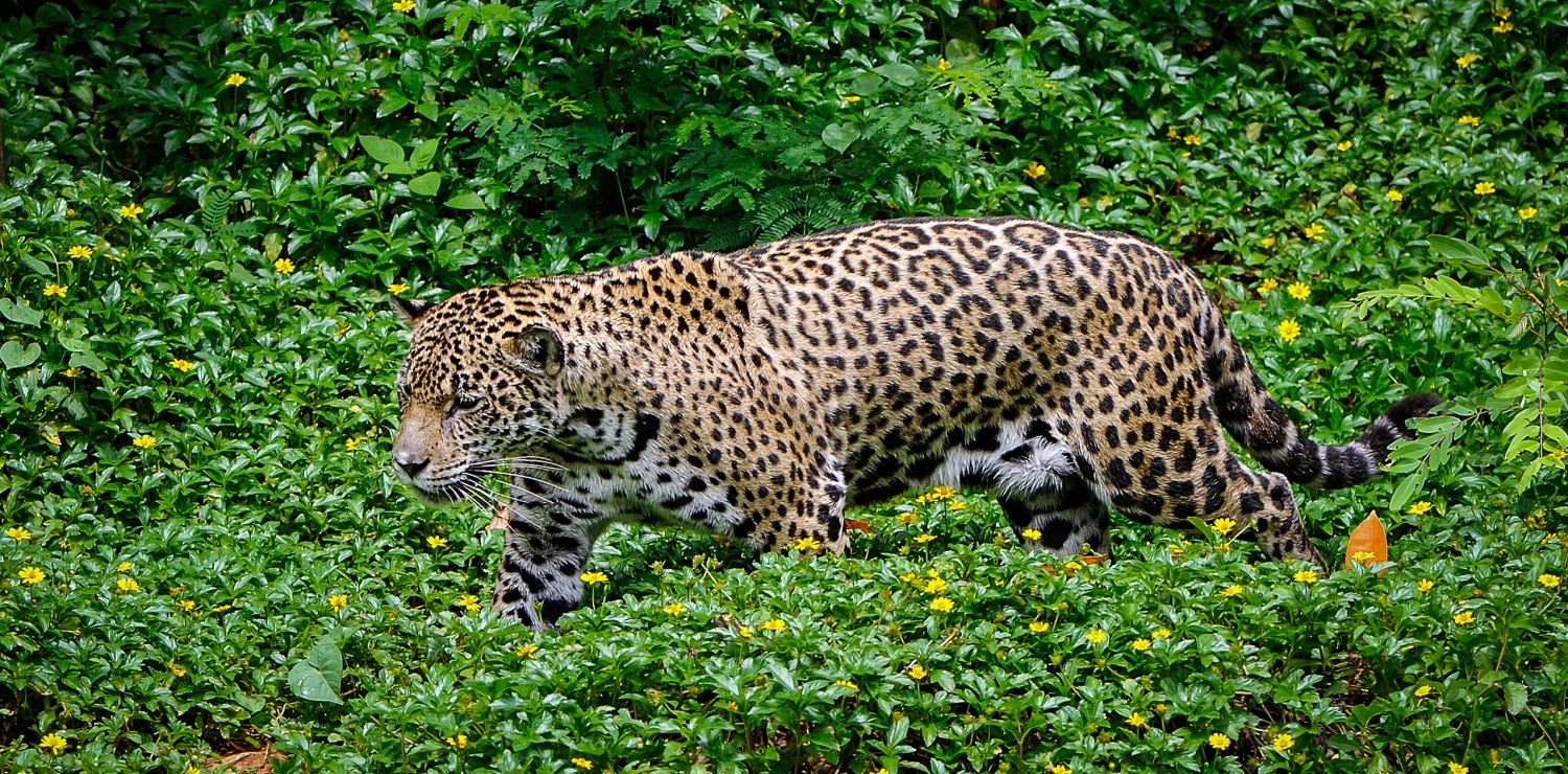 Jaguar at Pantanal