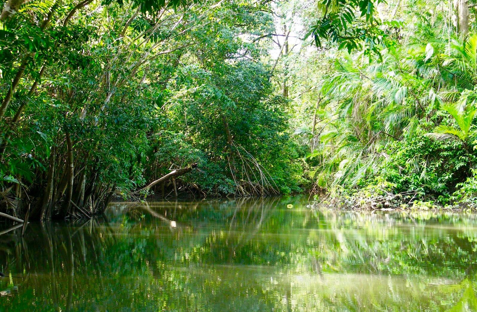 River in Marajo surrounded by dense rainforest.