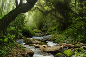 A stream running deep in the Amazon rainforest. 