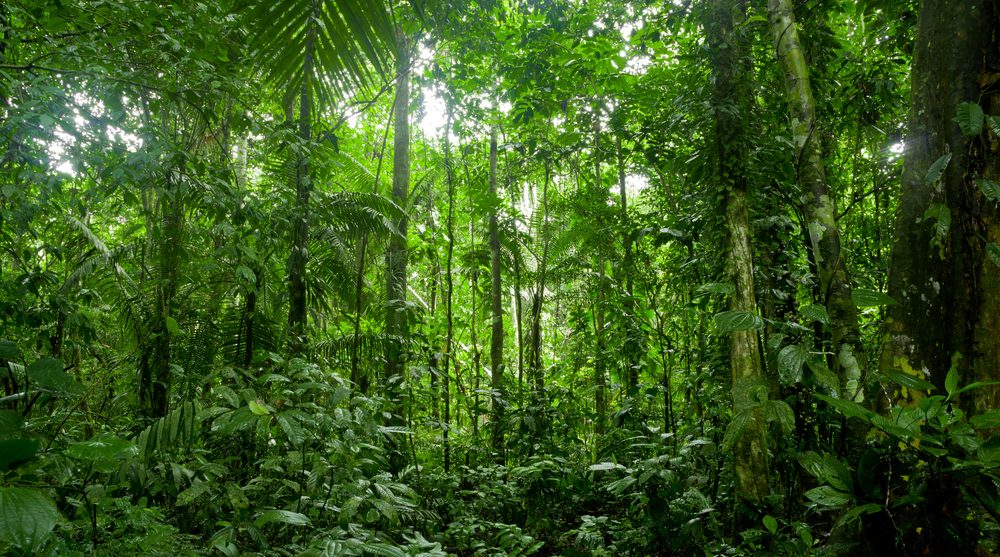 The lush green Amazon rainforest. 