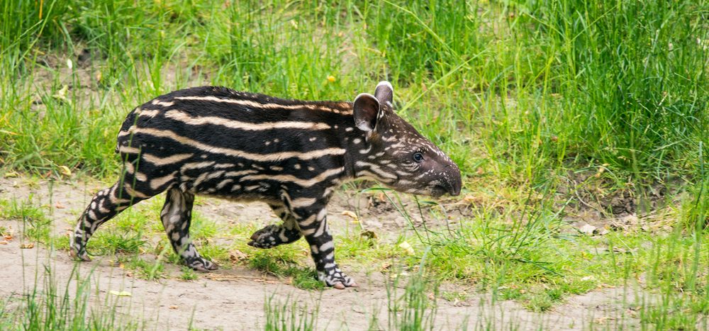 One of the curious mammals of Pantanal. 