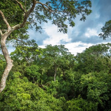 View of the tropical rainfoest - Amazon