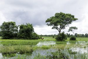 The swamps of North Pantanal. 
