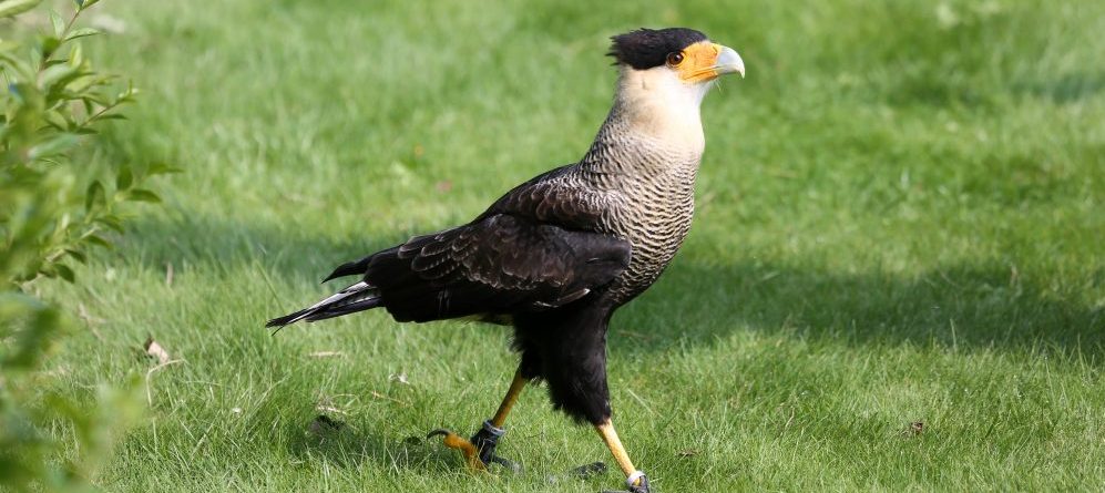 Carcara walks along the grass in Pantanal