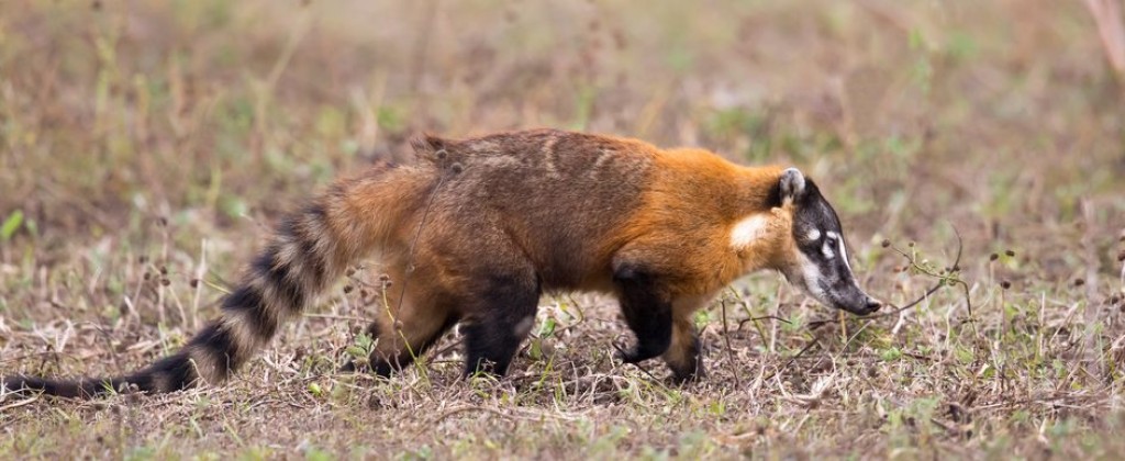 One of the many animals you may see on your visit to Pantanal. 