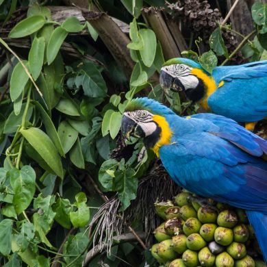 A couple of parrots in Pantanal.