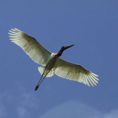 Tuiu take flight in Pantanal.
