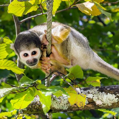 Amazonie Petit singe sur une corde