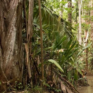 Dense Amazon forest.