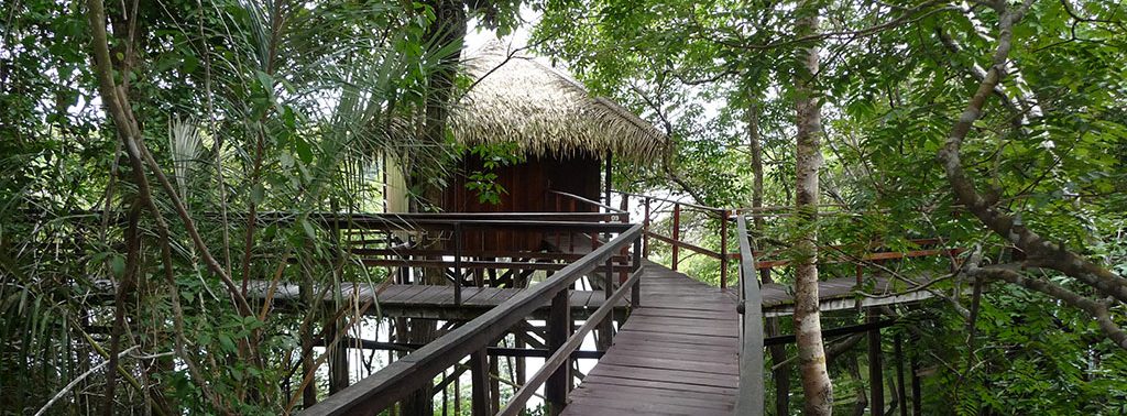 One of the walkways amongst the tree canopy at the Juma lodge in the Amazon.
