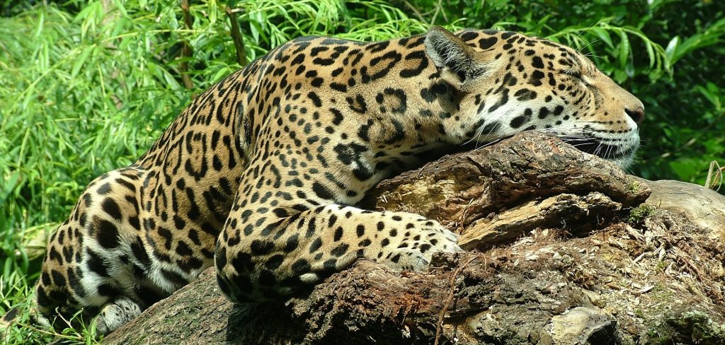 A beautiful jaguar resting on a tree trunk. 