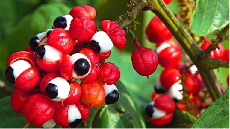 The guarana plant 