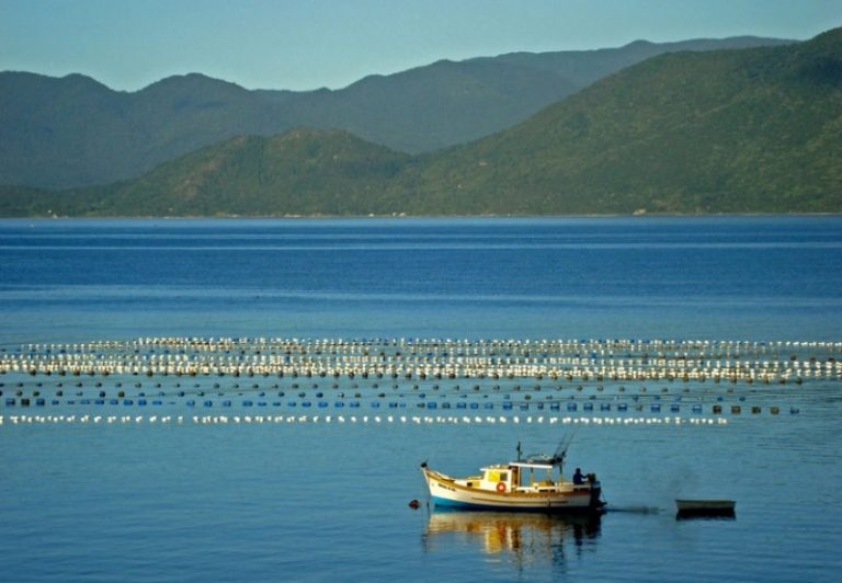 An oyster culture un Florianopolis