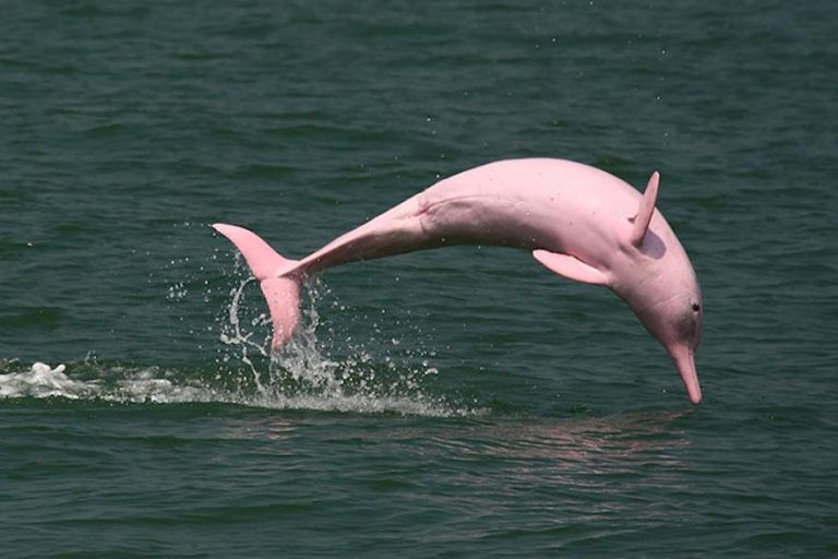 A pink dolphin from the Amazon 