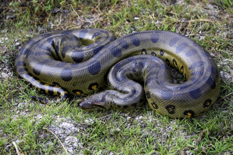 An anaconda 