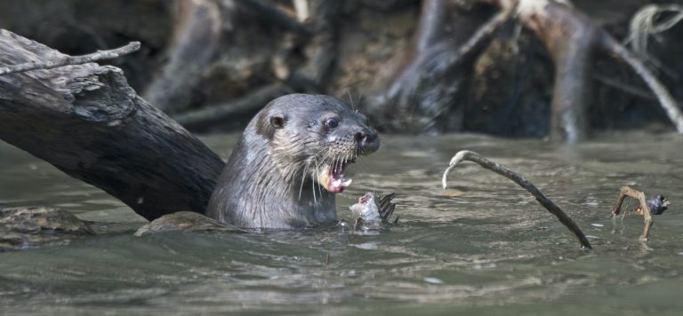 giant river otter