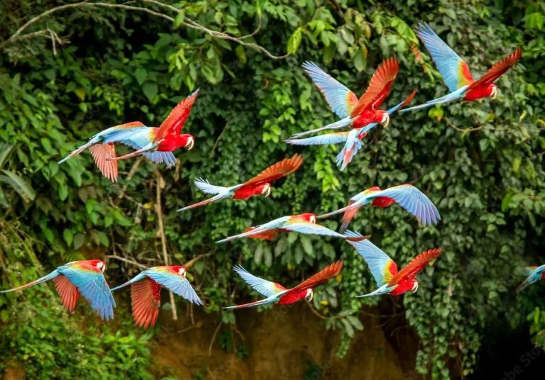 A bunch of parrots flying above the Amazon river 