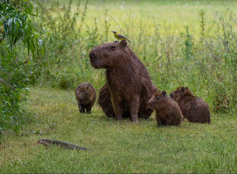 A family of capybaras