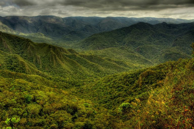 A large view of the Atlantic Forest in Brazil