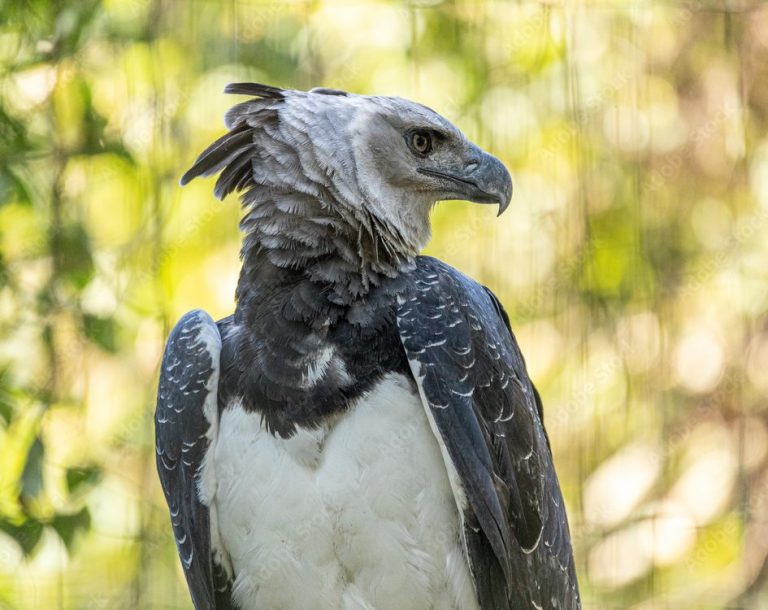 The ferocious harpy