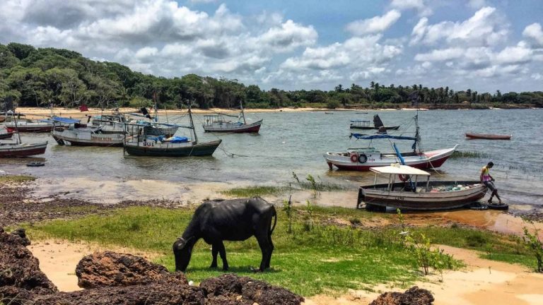 The Marajo island 